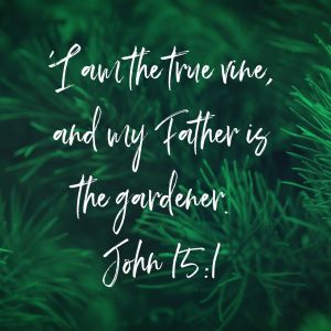 I am the true vine, and my Father is the gardener. John 15:1